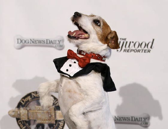 Golden-Collar-Awards-Uggie-02